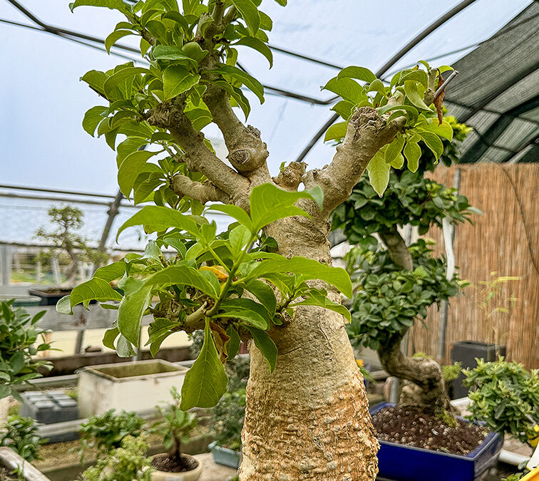 Storia del Bonsai: Filosofia, Stili e Consigli per Coltivare con Successo