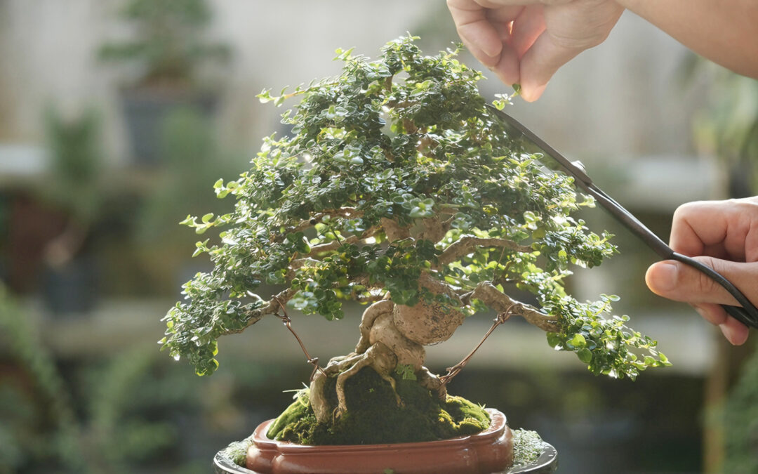 Guida all’Arte del Bonsai: 5 Step Essenziali per Un Bonsai Sano