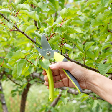 Potatura: Quando, Come e Quali Tecniche Usare per Alberi e Piante